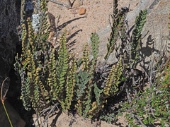 Cheilanthes contracta