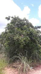 Aegiphila verticillata