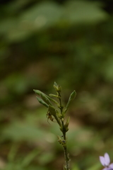 Pseuderanthemum latifolium