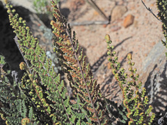 Cheilanthes contracta
