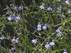 Lobelia capillifolia