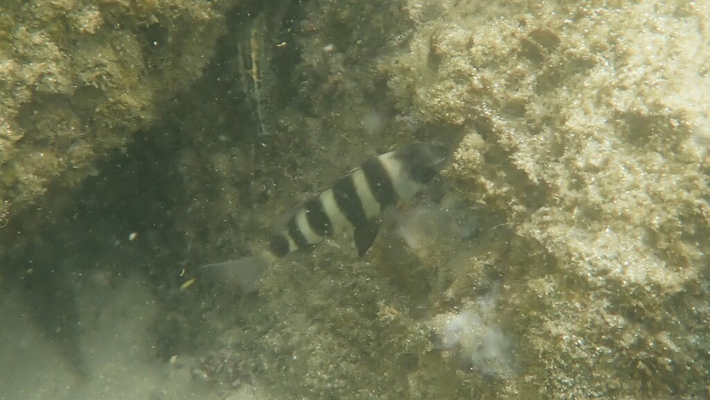 Zebra (Diplodus hottentotus)