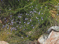 Lobelia capillifolia
