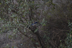 Aphelocoma insularis