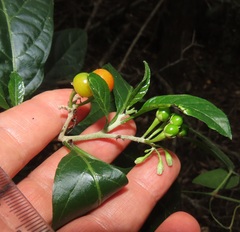 Solanum goetzei