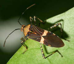 Hypselonotus lineatus