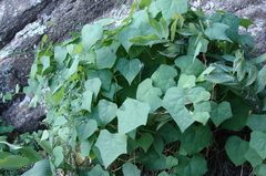 Menispermum dauricum