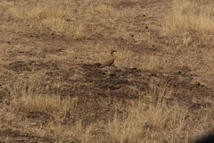 Cursorius coromandelicus