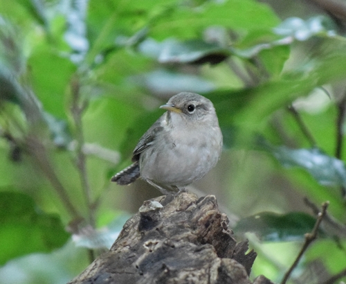 Socorro Wren (Troglodytes sissonii), photo 6