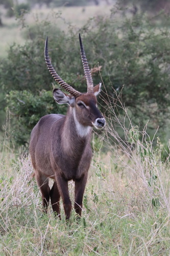 Defassa Waterbuck