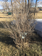 Syringa hyacinthiflora