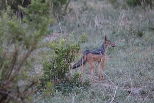 Eastern Black-backed Jackal