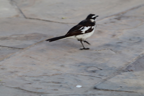 African Pied Wagtail