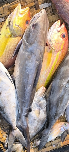 Netuma thalassina observed 2026-02-12