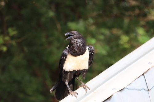 Pied Crow