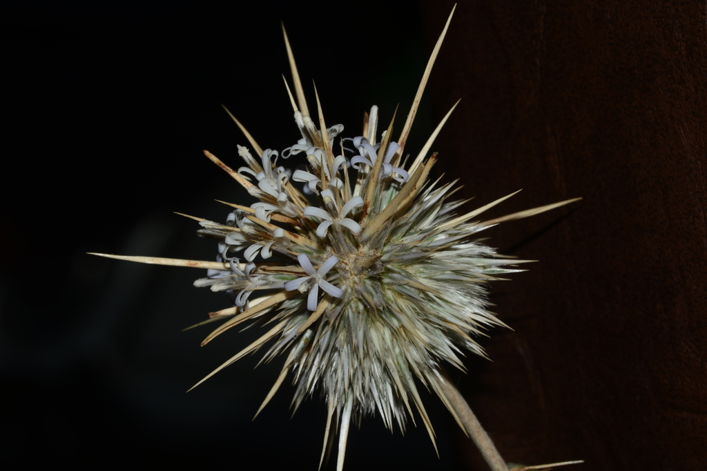 Indian Globe Thistle