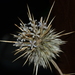 Indian Globe Thistle - Photo no rights reserved, uploaded by S.MORE