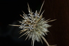 Indian Globe Thistle - Photo no rights reserved, uploaded by S.MORE