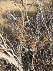 Syringa hyacinthiflora
