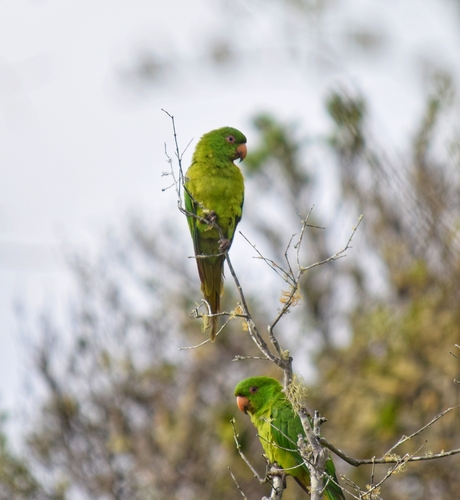 Socorro Parakeet (Psittacara brevipes), photo 3