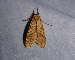 Lophocampa annulosa