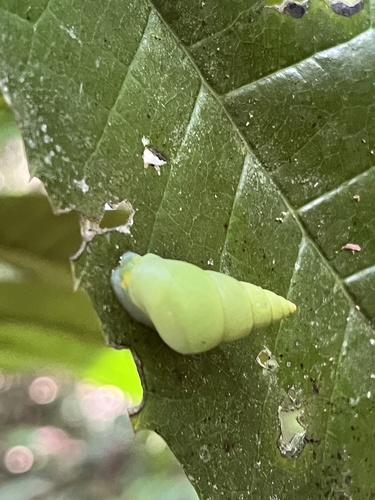 Leiostracus perlucidus