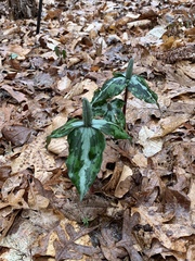 Trillium decipiens