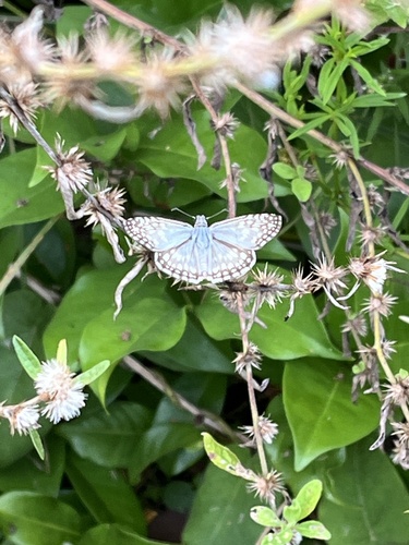 Orcus Checkered-Skipper