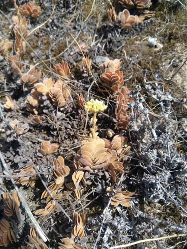 Crassula ciliata