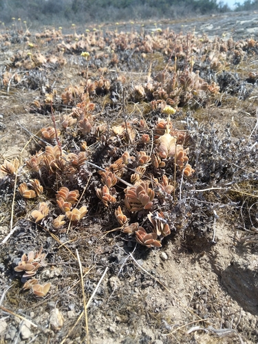 Crassula ciliata