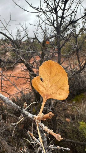 Utah ash