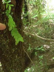 Tmesipteris lanceolata