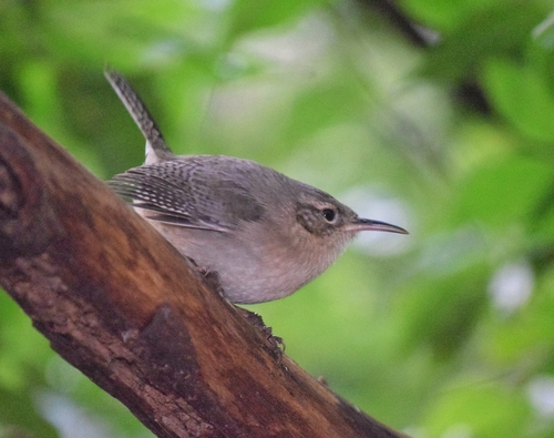 Socorro Wren (Troglodytes sissonii), photo 5
