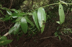 Combretum eugeneanum