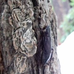 Periplaneta japonica