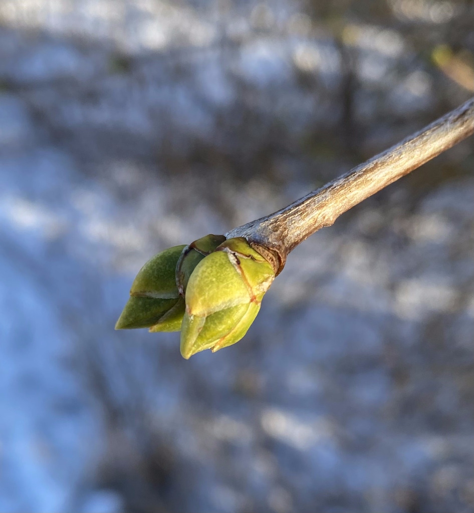 common lilac from Virentofta, Öster, Malmö, Sweden on February 14, 2026 ...