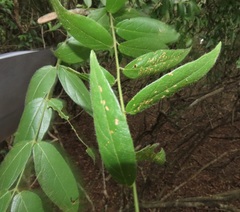 Combretum eugeneanum