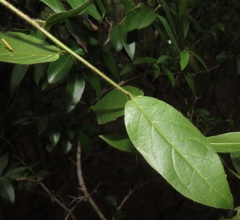 Combretum eugeneanum