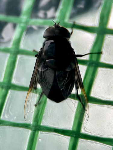 Unknown species found near Northwest Side, San Antonio, TX, US