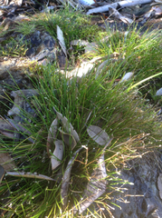 Isolepis cernua cernua