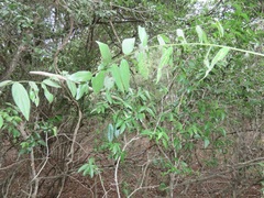Combretum eugeneanum