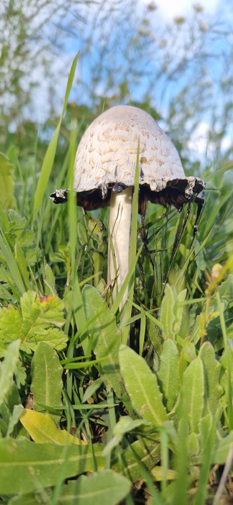 Coprinus comatus · February 2026 · photo: © thierry254 (iNaturalist, cc-by)