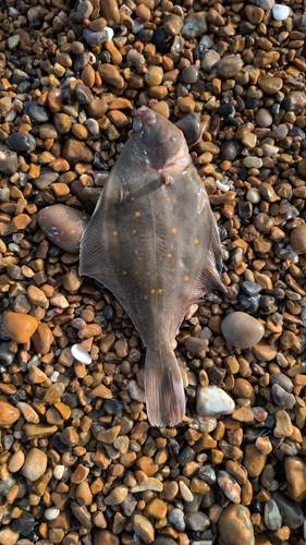 European plaice (Pleuronectes platessa) — Pleuronectidae