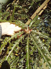 Plerandra elegantissima