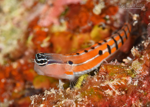Clown Blenny