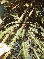 Plerandra elegantissima