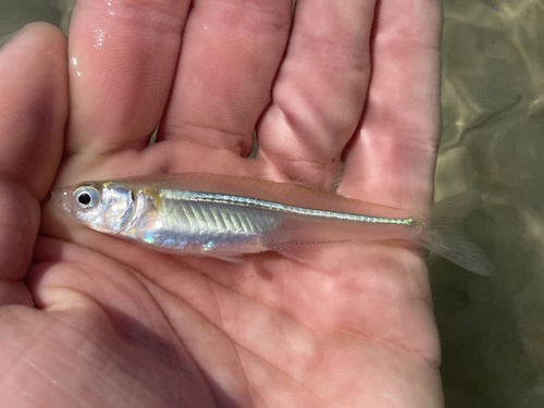 Atlantic silverside (Menidia menidia) — Atherinopsidae — 5