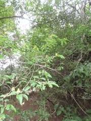 Grewia caffra