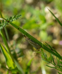 Thisanotia chrysonuchella