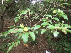 Grewia caffra
